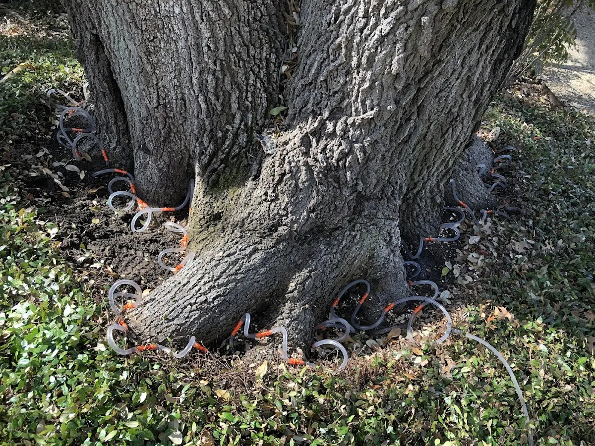 Detailed Tree Cabling and Bracing job site in Mittie