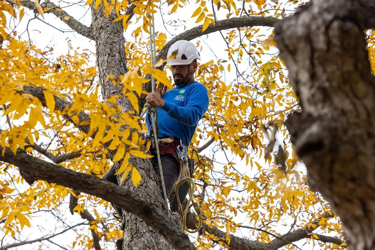 Skilled Tree Trimming crew working in Mittie